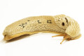 Emphysetes udzungwensis adult